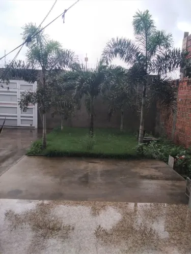 Palmeira rabo de raposa 100 reais o metro 