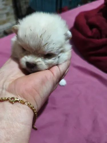 Spitz anão lulu machos