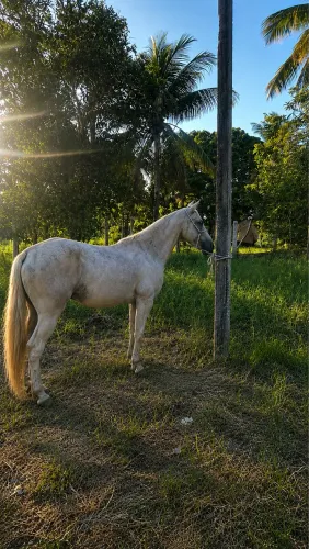 Égua boa pra vender