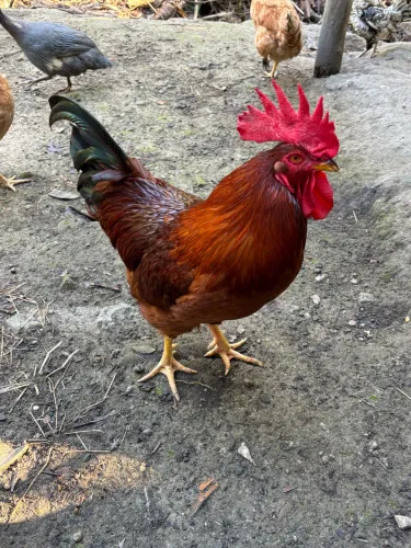 Galo e galinhas