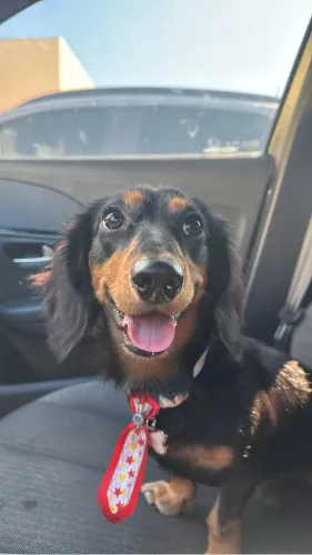 Dachshund (salsicha/cofap) procurando fêmea para cruzar 