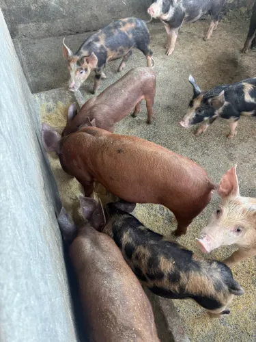 Leitões Duroc x Pietrain