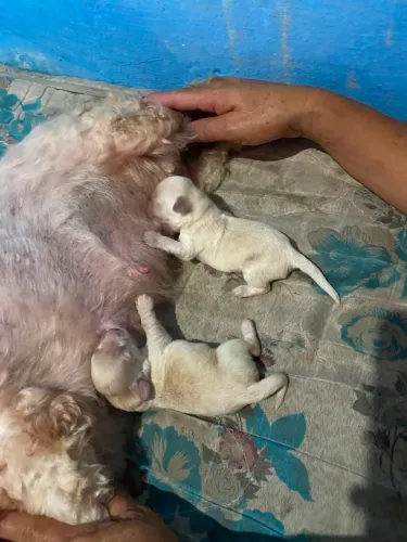 Filhotes de poodle