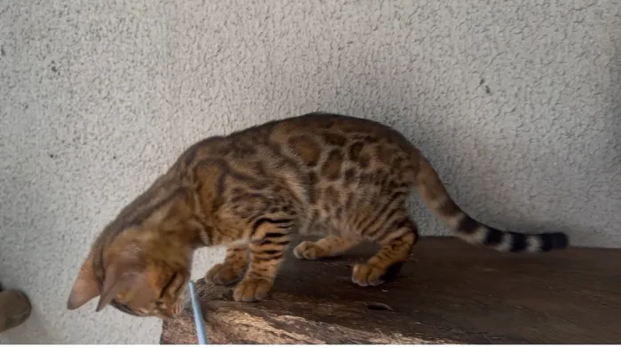 Filhote de Gato Bengal