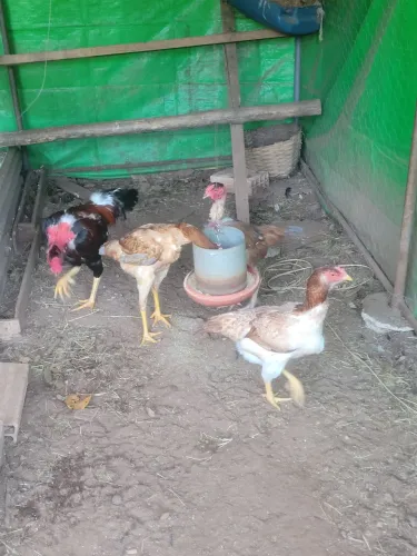 Galinha india 
