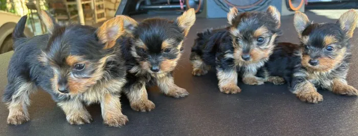 Yorkshire terrier 