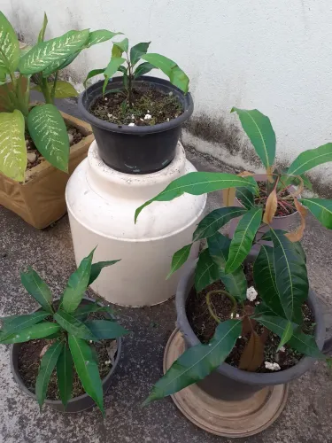 plantas, barato, confita !!!! . mudas excelente
