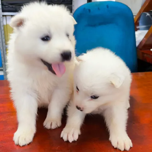 MAREMANO Pedigree CBKC Oferta