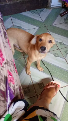 Cachorro para doação 