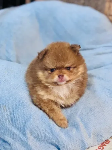 Menino de spitz alemão anao na cor chocolate , 10x sem juros