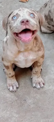 Pit monster puro com pedigree já vacinado