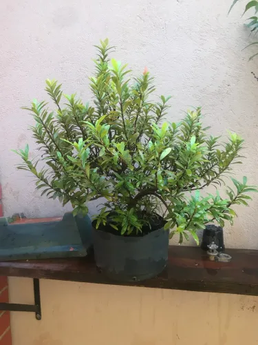 Bonsai cerejeira anã