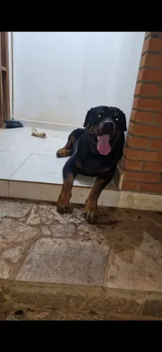 Rottweiler macho disponível para cruza