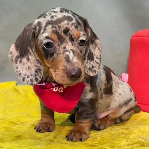 Dachshund/ Orelhas grandes, passo curtos e muito amor.