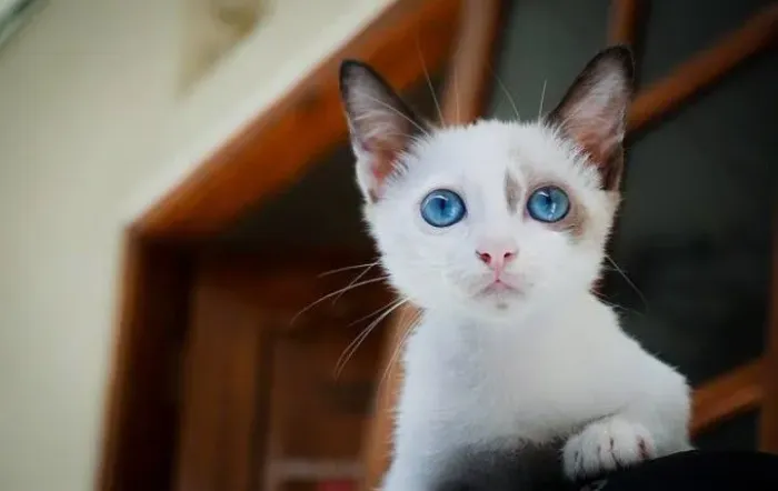 Gato para adoção 