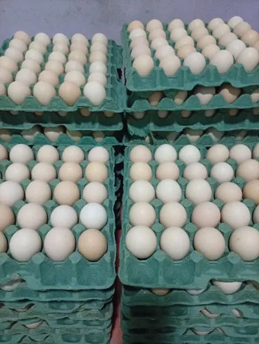 Vendo ovos caipira