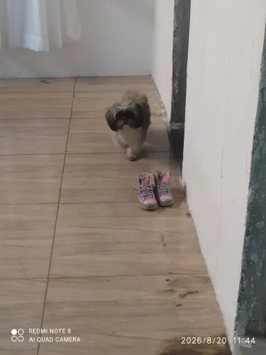 Cachorro fêmea Shitzu