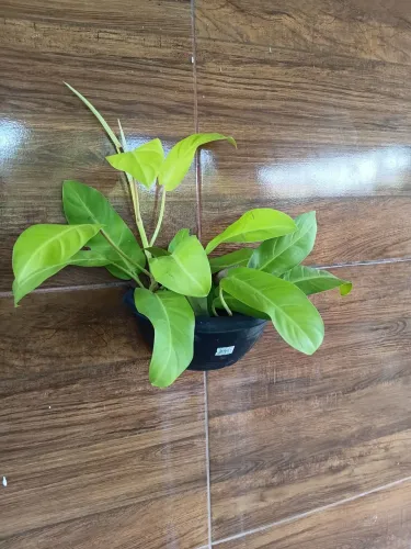 Jiboia verde