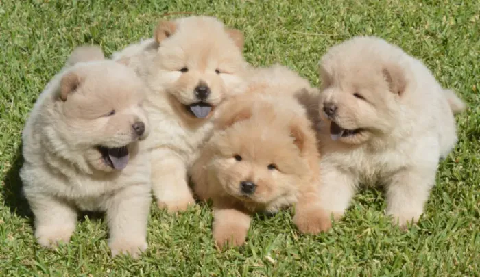 Chow CHow Fazemos criação profissional, com todo empenho, carinho e Amor