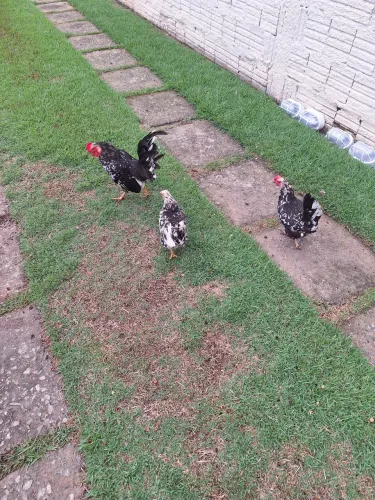 Vendo galinhas garnizé, ideal para criar soltas no Gramado. Controla baratas  e escorpião 