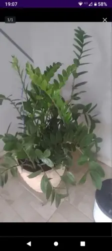 Planta zamioculca