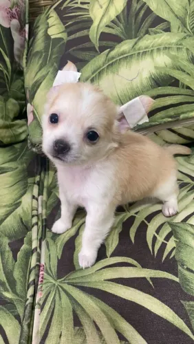 Chihuahua mini com pedigree pêlo longo e vacina importada.