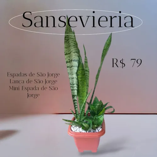 Espadas de São Jorge Trio Perfeito e Elegante