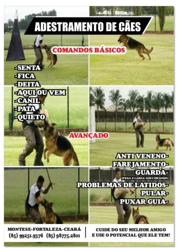 Adestramento de cães GACJ 