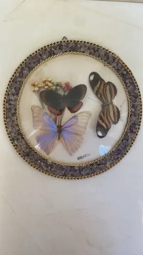 Quadro Vintage Borboletas - Brasil