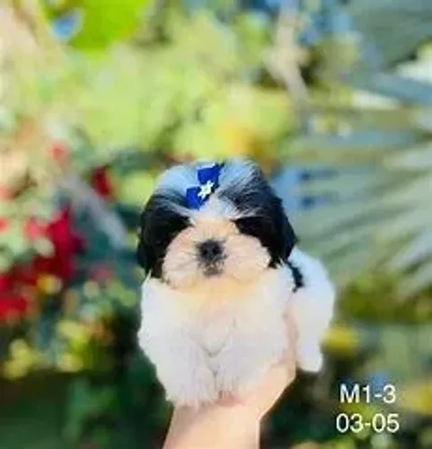 O Shih Tzu é puro charme e doçura.