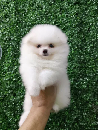 LULU DA POMERÂNIA FEMEA
