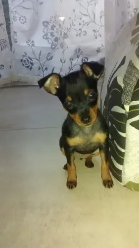 Filhotinhos Pinscher/Pincher pelagem densa de linhagem selecionada dócil