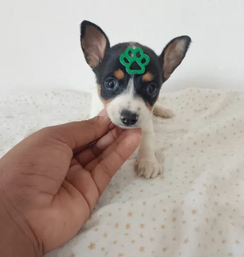 Pinscher com 62 dias vermifugado