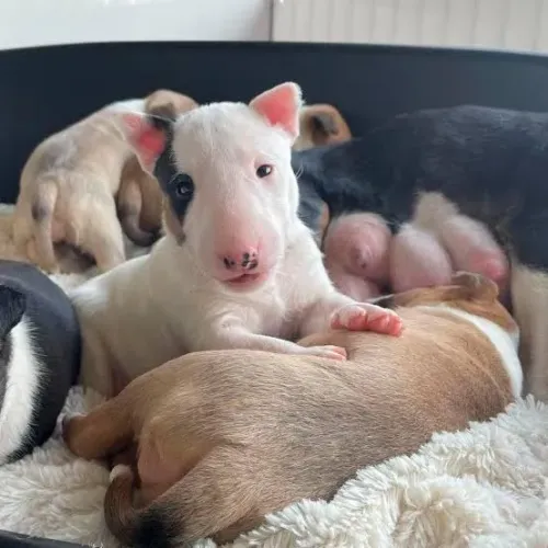 Bull terrier filhotes 