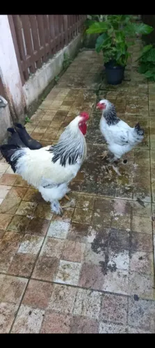 Casal de Brahma ligth