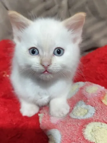 Lindo gatinho mix Angorá 