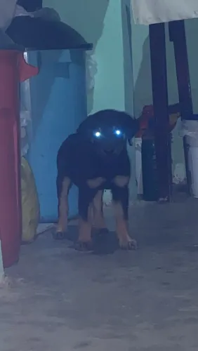 Vendo filhote de rottweiler