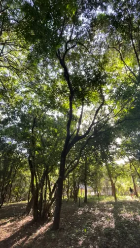 Terreno Exclusivo de 937,50m² na Reserva Aruá em Açu da Torre - Natureza Preservada
