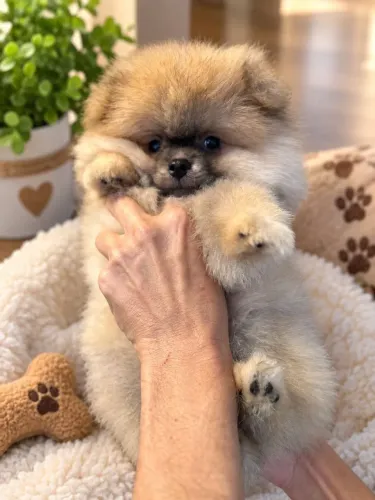 Spitz macho encantador