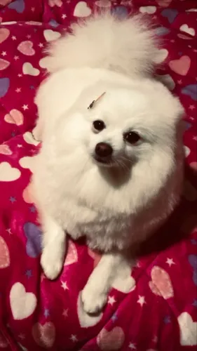 spitz fêmea