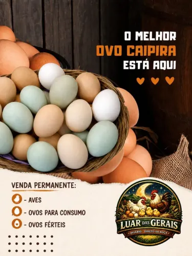 Ovos Caipiras Colhidos Diariamente