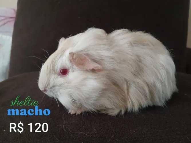 Porquinho da Índia 