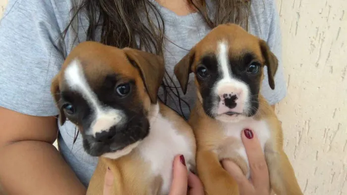 Boxer filhotew dourados