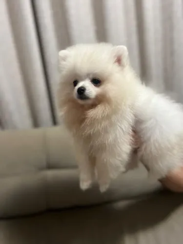 ?Temos filhotes fofíssimos de Lulu da Pomerânia (Spitz Alemão Anão)