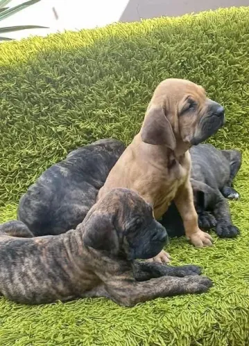 Fila Brasileiro Macho e Fêmea 