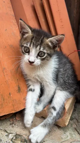 Doação de gato