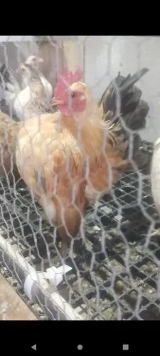 Ovos galinha Serama