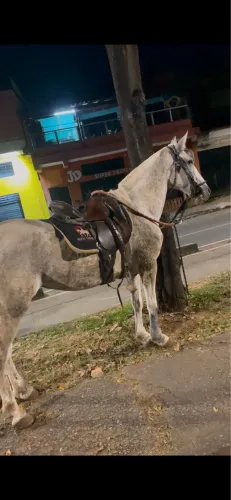 Vendo Égua Marcha Batida 