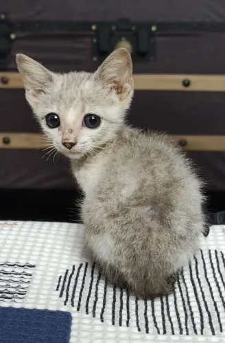 DOAÇÃO GATO FILHOTE 
