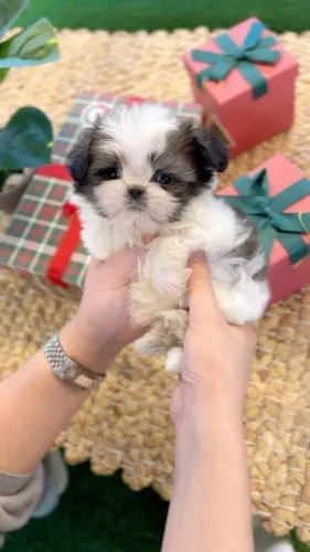 Shih Tzu Doguinho disponível para quem quer conhecer uma fofura especial